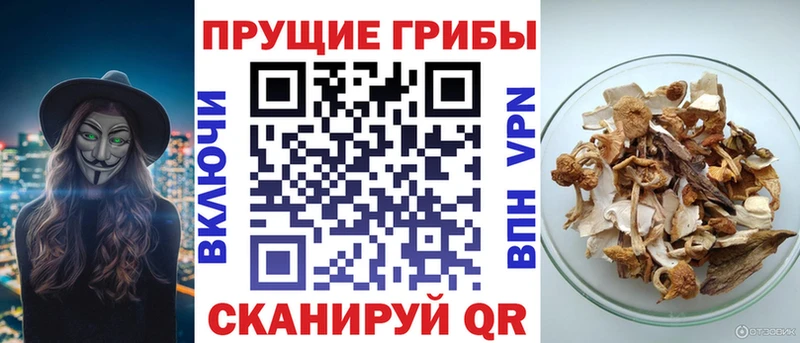 omg   Сокол  Галлюциногенные грибы MAGIC MUSHROOMS 