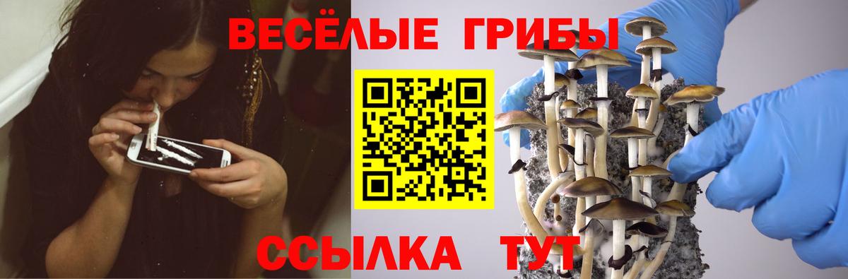 купить наркоту  Вход с VPN  Сокол  Галлюциногенные грибы Psilocybine cubensis  Галлюциногенные грибы Cubensis 